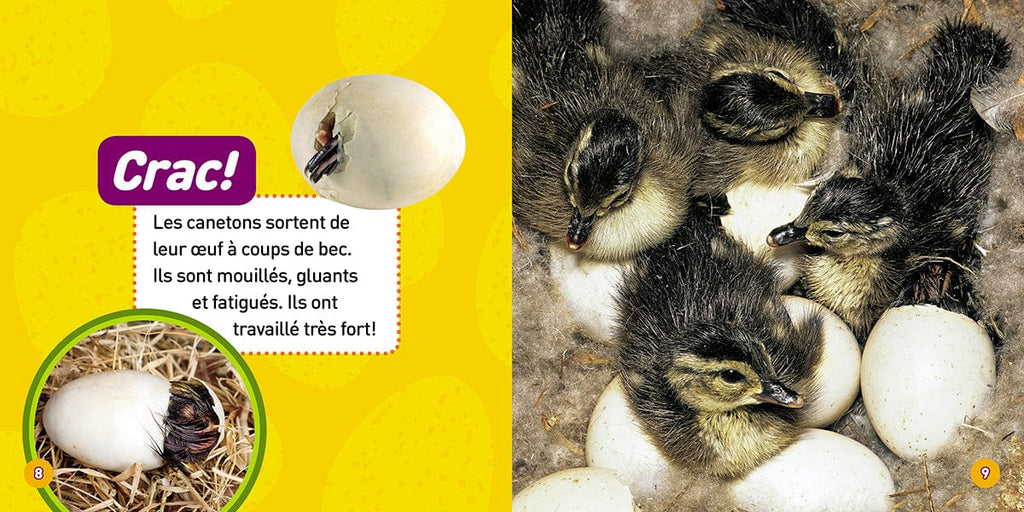 National Geographic kids - Les canetons