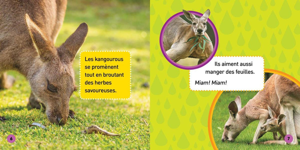 National Geographic kids - Les kangourous
