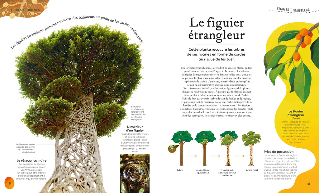 Mystérieux monde des plantes