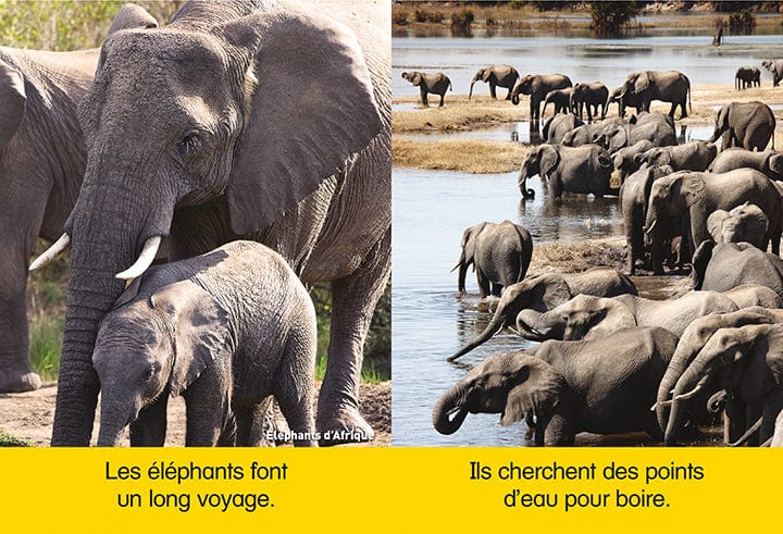 La boîte à lecture 1 - National Geographic kids
