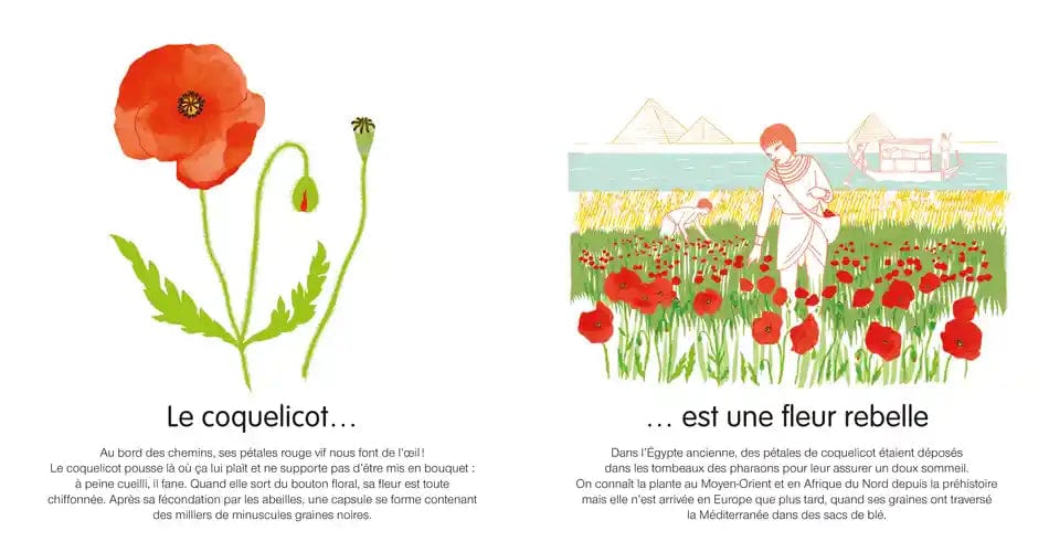 Dis, quelle est cette fleur ?