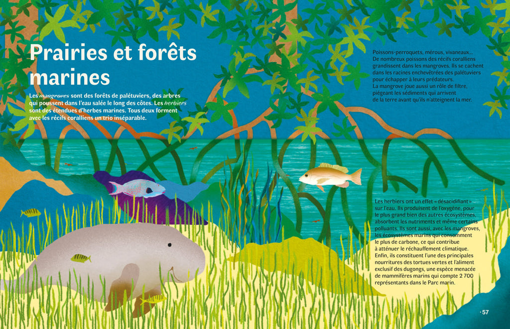 La Grande Barrière de corail - Jardin de l'océan