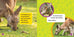 National Geographic kids - Les kangourous