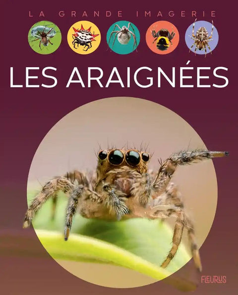 La grande imagerie - Les araignées