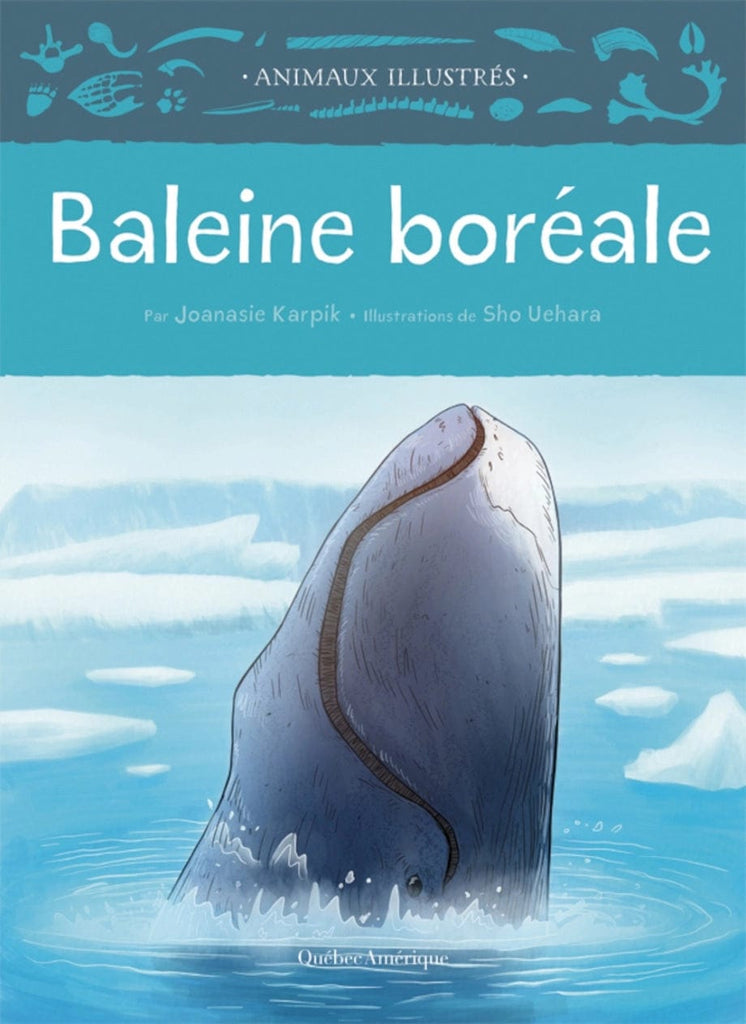 Animaux illustrés - Baleine Boréale