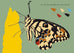 Les sciences naturelles de Tatsu Nagata - Le papillon