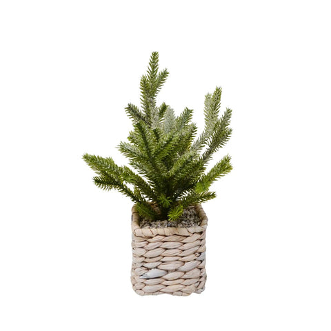 Petit sapin en pot tressé