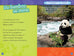 National Geographic kids - Niveau 3 - Les pandas