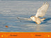 National Geographic kids - Niveau 1 - Les harfangs des neiges