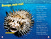 National Geographic kids - Niveau 3 - Les animaux marins étranges